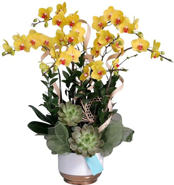 08 Stems Yellow Orchid Pot For Tet