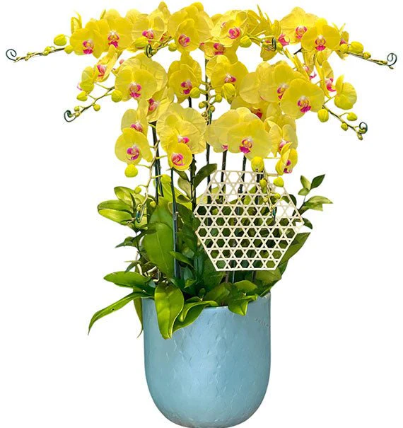 09 Stems Yellow Orchid Pot For Tet