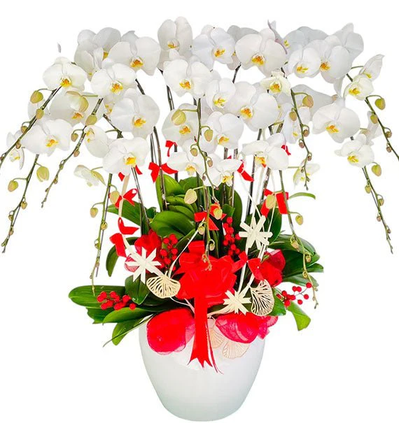 10 Stems White Orchid Pot For Tet