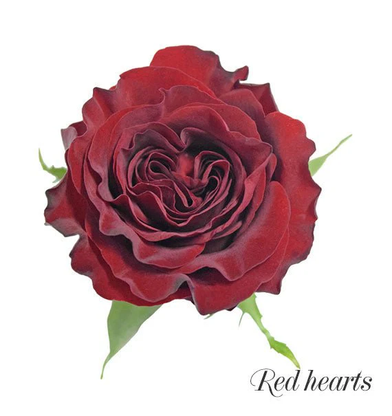 Burning Love (Pre-Order) - Image 3