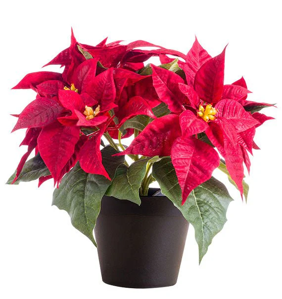 A Pot Of Red Poinsettia