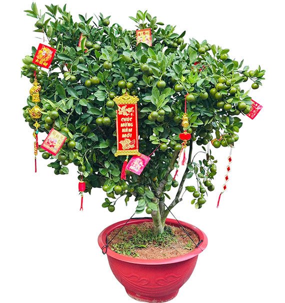 A Pot Of Tet Kumquat Tree 1m2