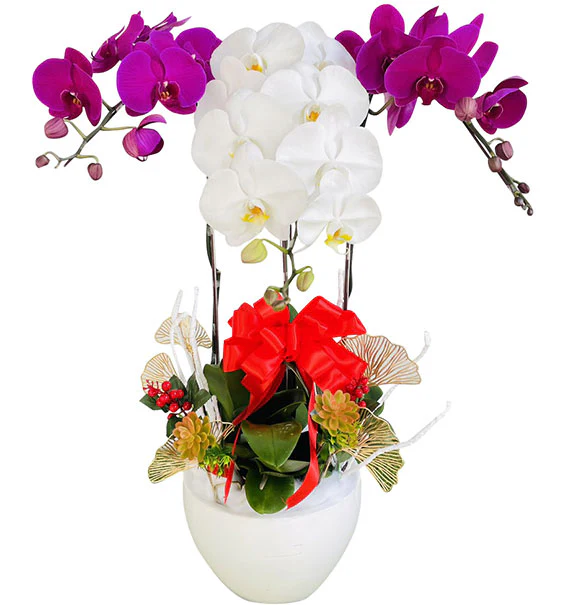 Beautiful Orchid Plants For Mom