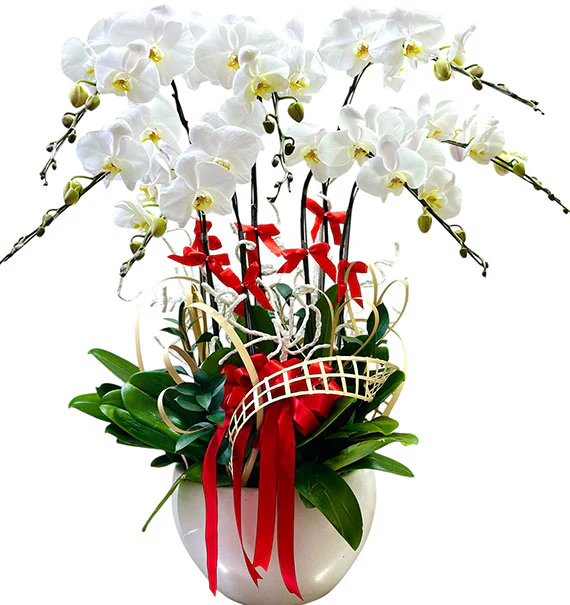 Best Orchid Plant For Mother’s Day