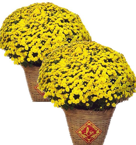 Double Potted Yellow Mums For Tet