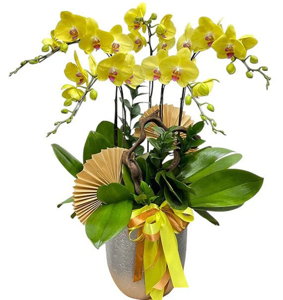 Elegant Orchid Gift For Girlfriend