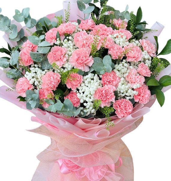 Lovely Carnation