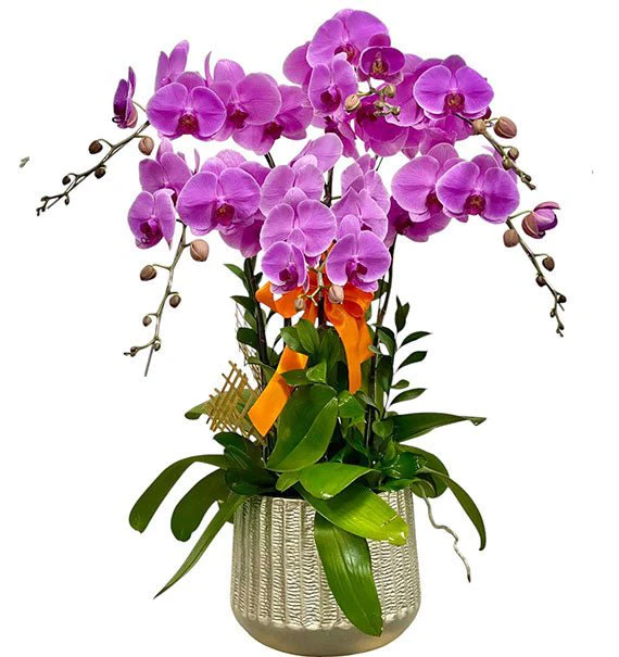 Meaningful Orchid For Women’s Day