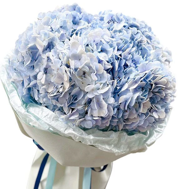 Moonlight Hydrangeas