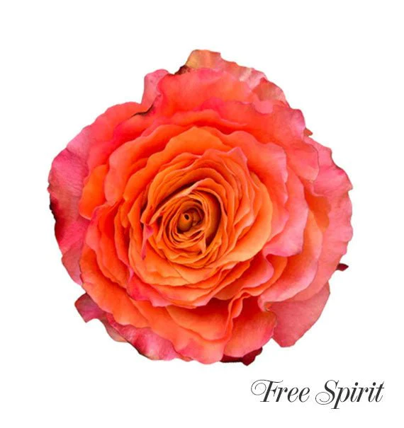 Orange Ecuadorian Roses Bouquet (Pre-Order) - Image 3