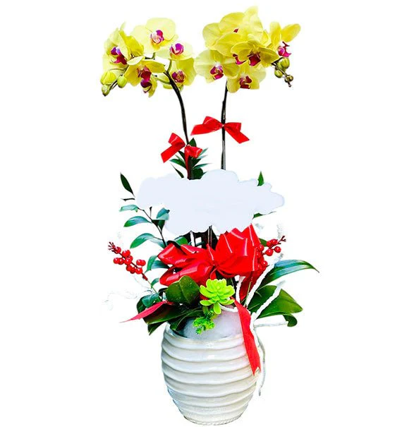 Potted Orchids For Mom