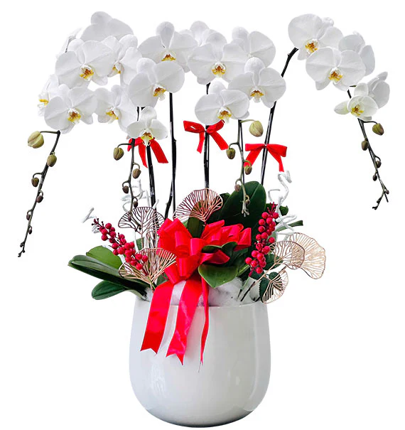 Potted Orchids For Wife On Women’s Day