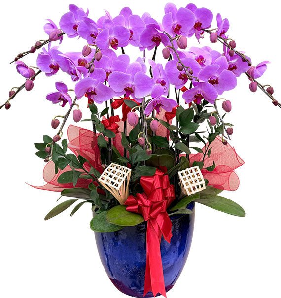 Potted Purple Orchid 08 Branches For Her
