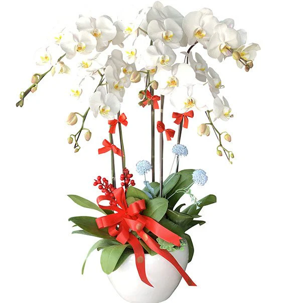 Potted White Orchid 05 Branches