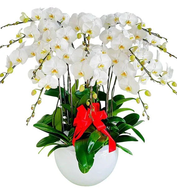Potted White Orchid 12 Branches