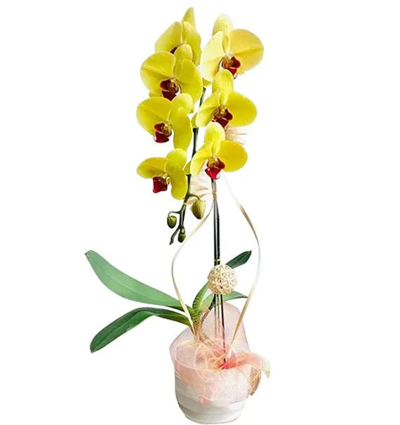 Potted Yellow Orchid 01 Branch