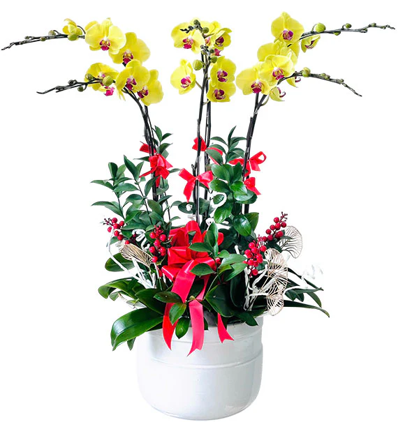 Potted Yellow Orchid 06 Branches