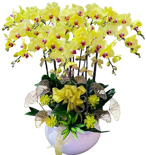 Potted Yellow Phalaenopsis Orchid For Her