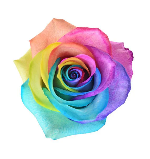 Rainbow Bliss (Pre-Order) - Image 2