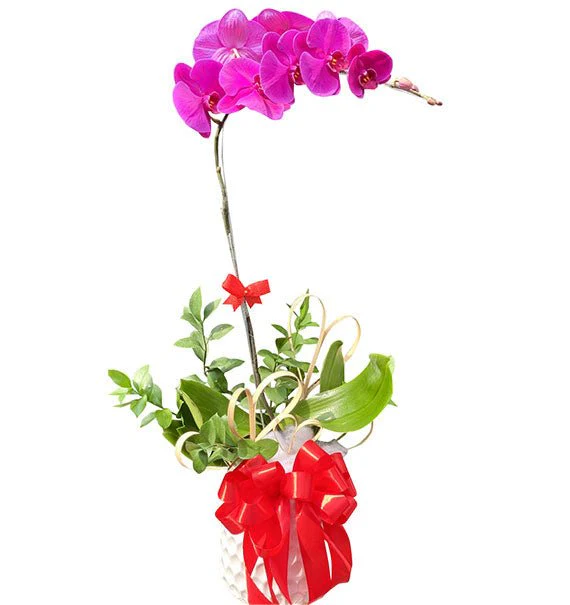 Single Purple Orchid Pot For Tet
