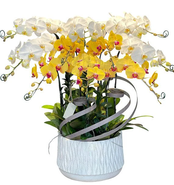 Spring Wealth Orchid