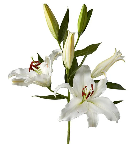VN Women's Day Lily Bouquet - Image 3