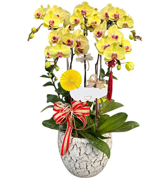 Yellow Orchid Plant Mother’s Day